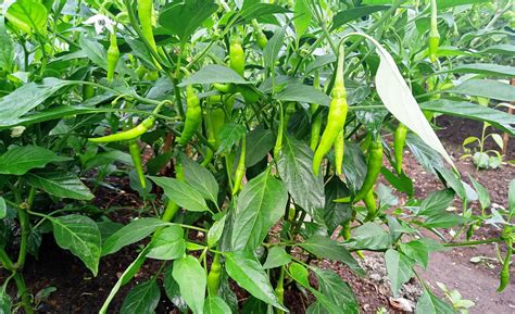 Long chili (Siling haba): a beginner’s guide – .
